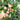 Sapodilla Tree ornamental plant in garden