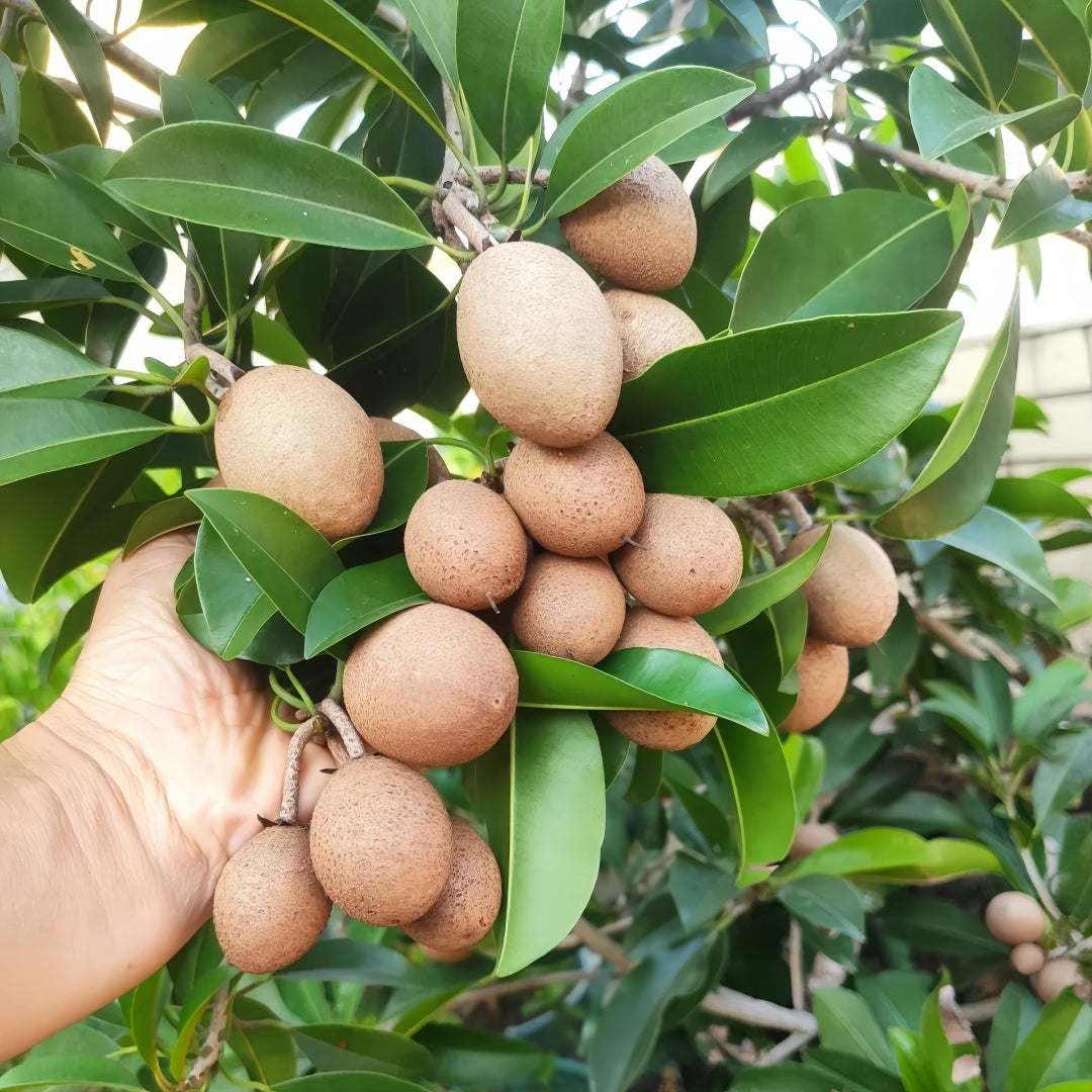Sapodilla Tree