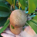 Sapodilla Tree