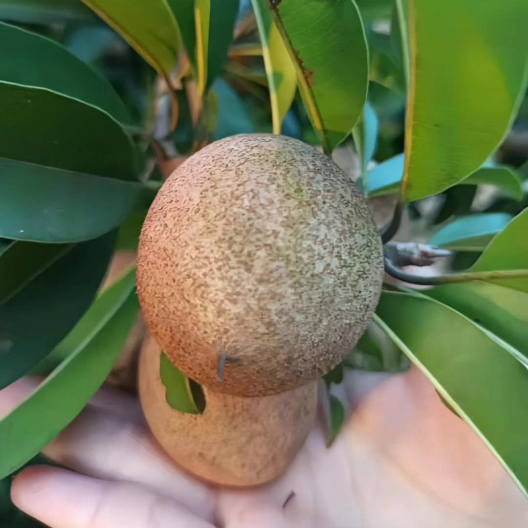 Sapodilla Tree