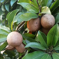 Sapodilla Tree