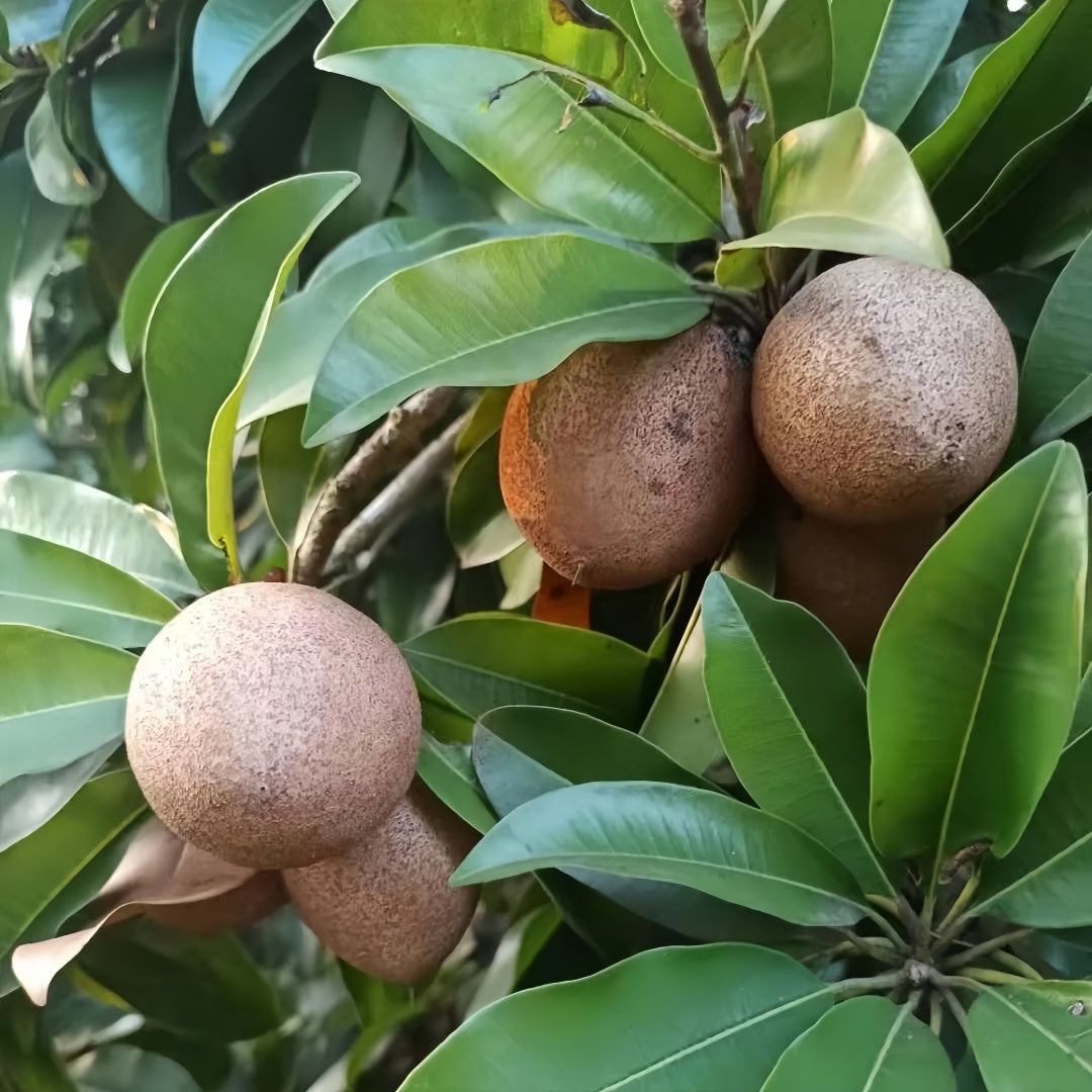 Sapodilla Tree