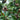 Sapodilla Tree ornamental plant in garden