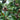 Sapodilla Tree ornamental plant in garden