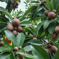 Sapodilla Tree