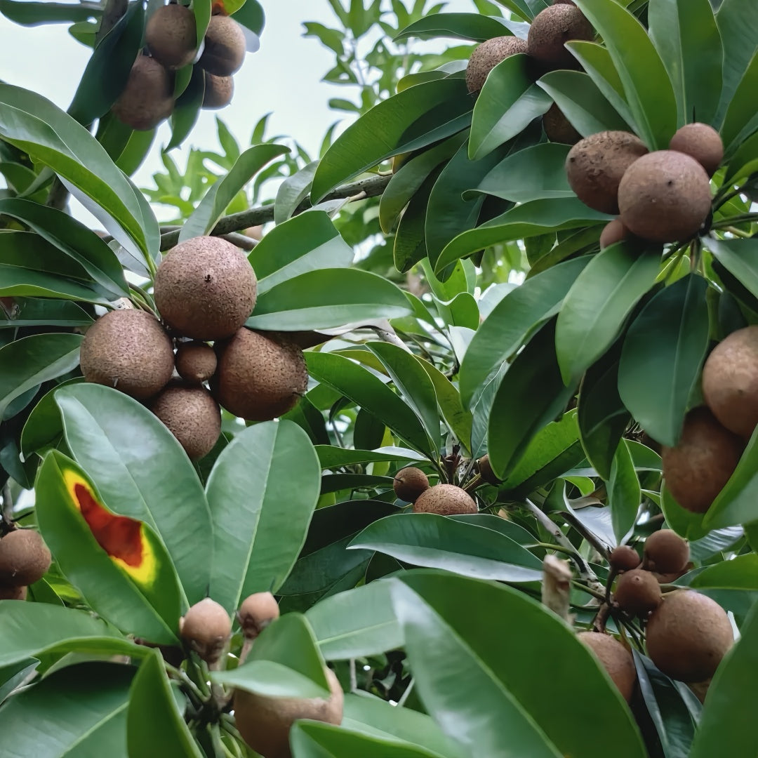 Sapodilla Tree