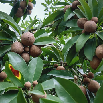 Sapodilla Tree