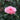 Savannah Rose Plant garden rose with elegant blooms
