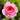 Savannah Rose Plant garden rose with elegant blooms