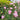 Savannah Rose Plant shrub rose flowering in a sunny border