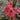 Seiun Japanese Maple compact maple ideal for patios and bonsai