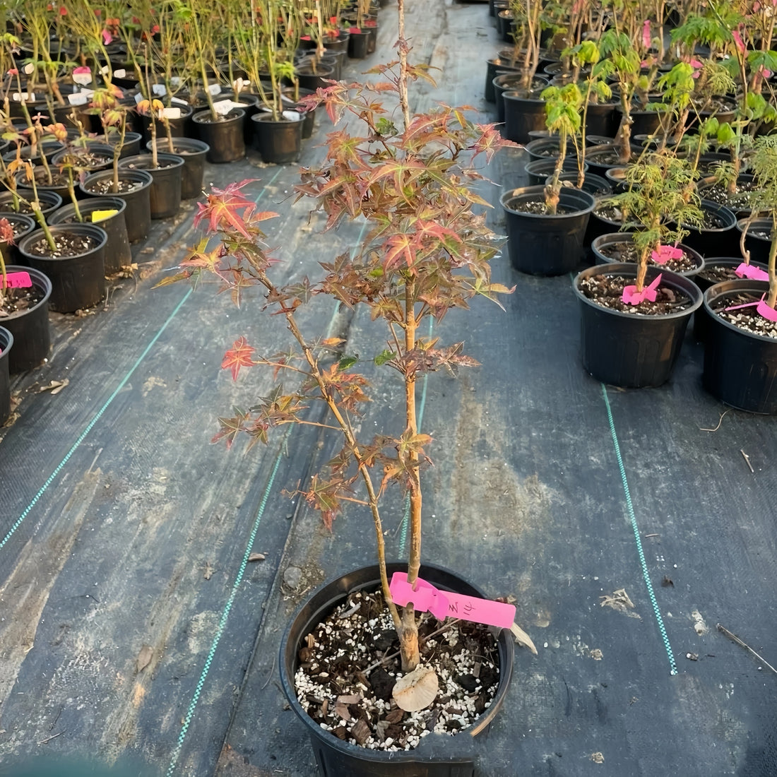 Seiun Japanese Maple