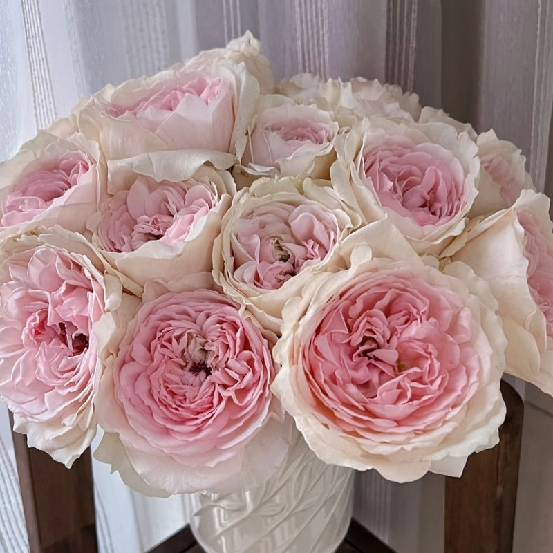 Senlitsu Rose garden rose with elegant blooms