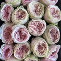 Senlitsu Rose garden rose with elegant blooms