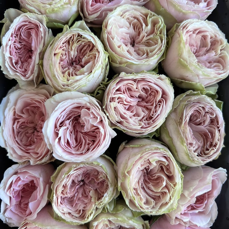 Senlitsu Rose garden rose with elegant blooms