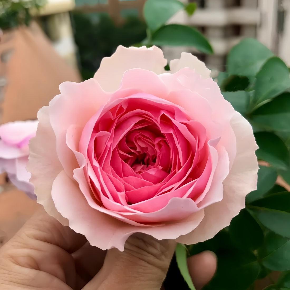Senlitsu Rose garden rose with elegant blooms