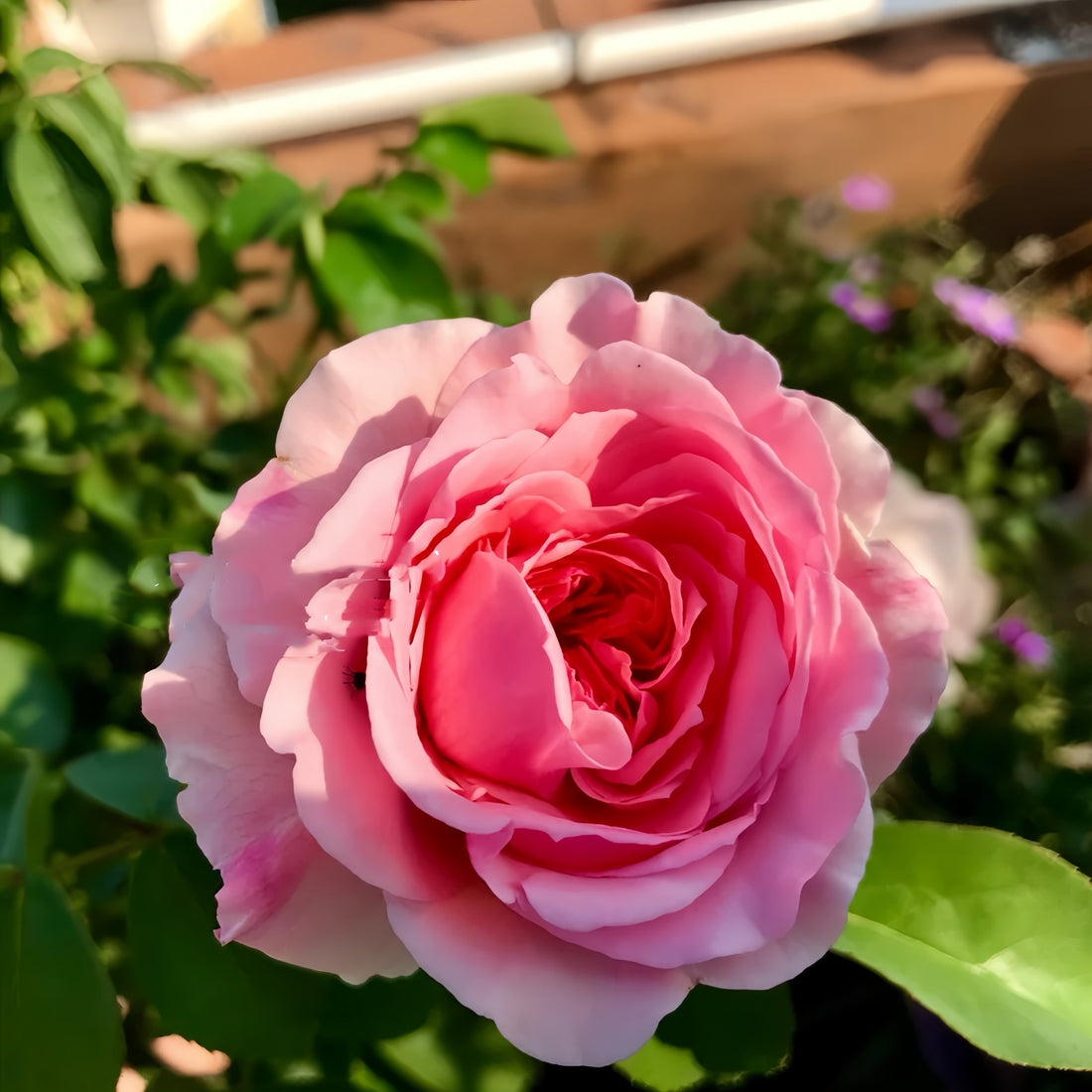 Senlitsu Rose garden rose with elegant blooms