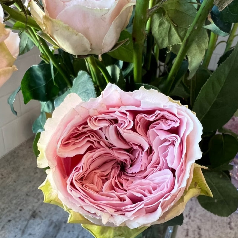 Senlitsu Rose close-up of densely petaled flower