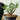 Senna meridionalis Plant growing in container