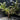 Senna meridionalis Plant close-up foliage
