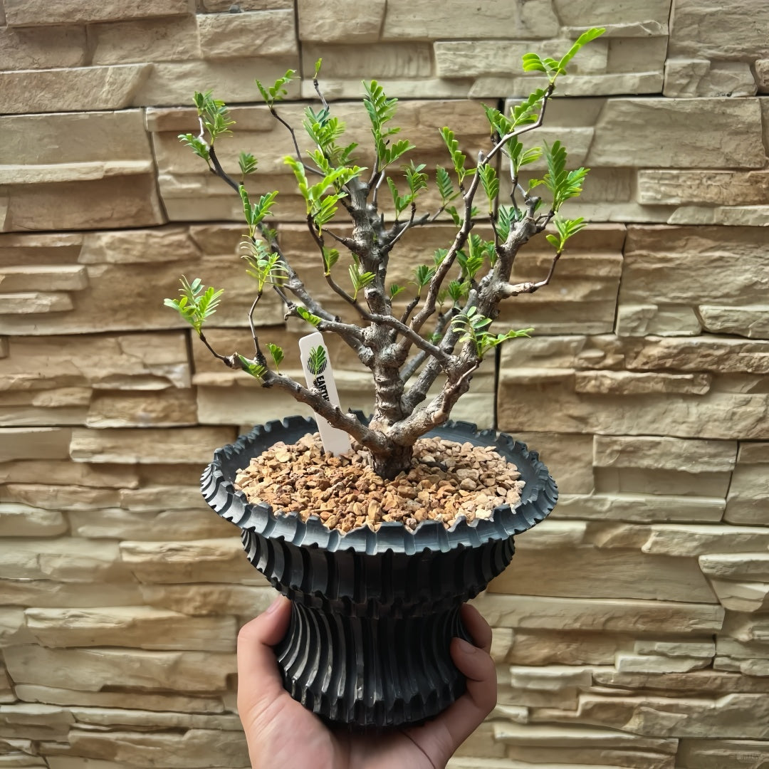 Senna meridionalis Plant