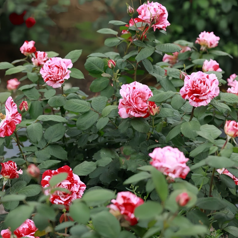 Sentimental Rose – Elegant Garden Rose – Fast-growing-Plant