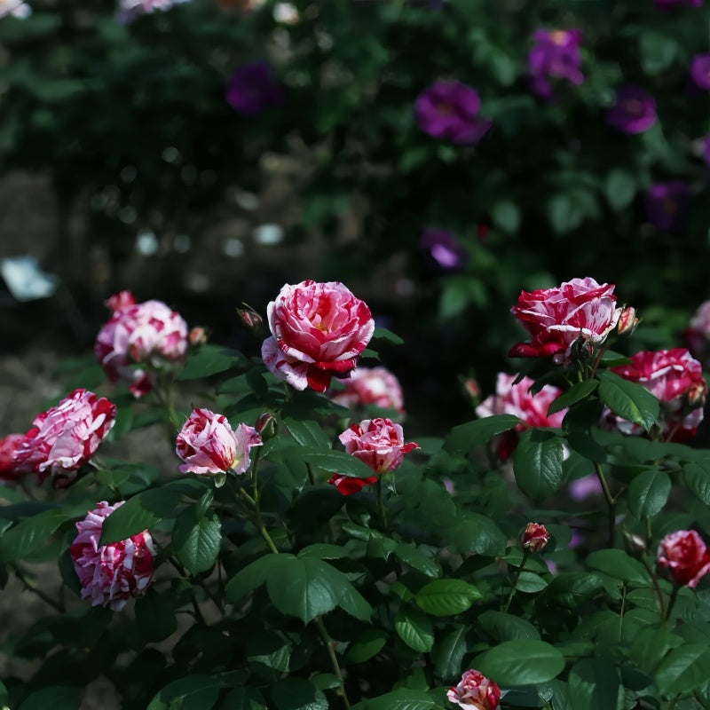 Sentimental Rose – Elegant Garden Rose – Fast-growing-Plant