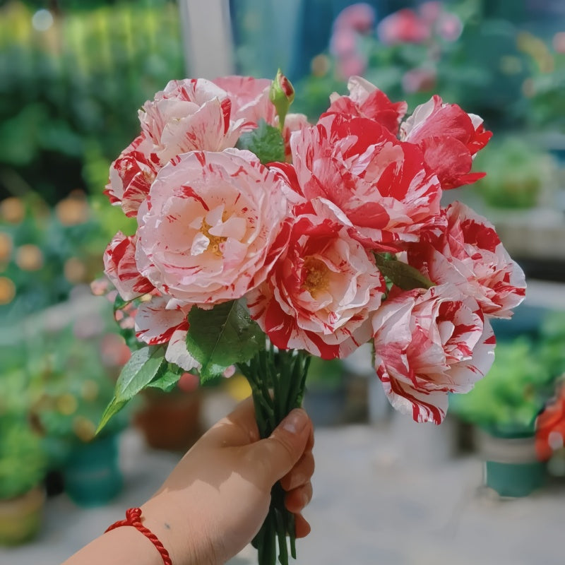 Sentimental Rose – Elegant Garden Rose – Fast-growing-Plant