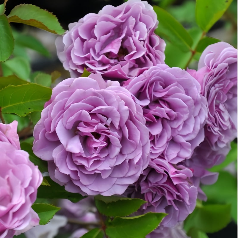 Shadow of the Moon Rose