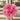 Seidai Peony features large, vibrant multi-petaled blooms that symbolize prosperity and elegance. Thrives in sunny, well-drained gardens with strong ornamental value.