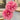 Seidai Peony features large, vibrant multi-petaled blooms that symbolize prosperity and elegance. Thrives in sunny, well-drained gardens with strong ornamental value.