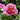 Seidai Peony features large, vibrant multi-petaled blooms that symbolize prosperity and elegance. Thrives in sunny, well-drained gardens with strong ornamental value.