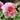 Seidai Peony features large, vibrant multi-petaled blooms that symbolize prosperity and elegance. Thrives in sunny, well-drained gardens with strong ornamental value.