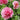 Seidai Peony features large, vibrant multi-petaled blooms that symbolize prosperity and elegance. Thrives in sunny, well-drained gardens with strong ornamental value.