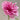 Seidai Peony features large, vibrant multi-petaled blooms that symbolize prosperity and elegance. Thrives in sunny, well-drained gardens with strong ornamental value.
