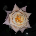 Close-up of Shimme Rose petals showing soft texture and gentle color gradient