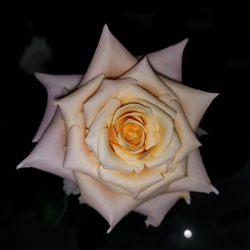 Close-up of Shimme Rose petals showing soft texture and gentle color gradient