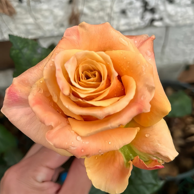 Close-up of Shimme Rose petals showing soft texture and gentle color gradient