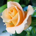Close-up of Shimme Rose petals showing soft texture and gentle color gradient