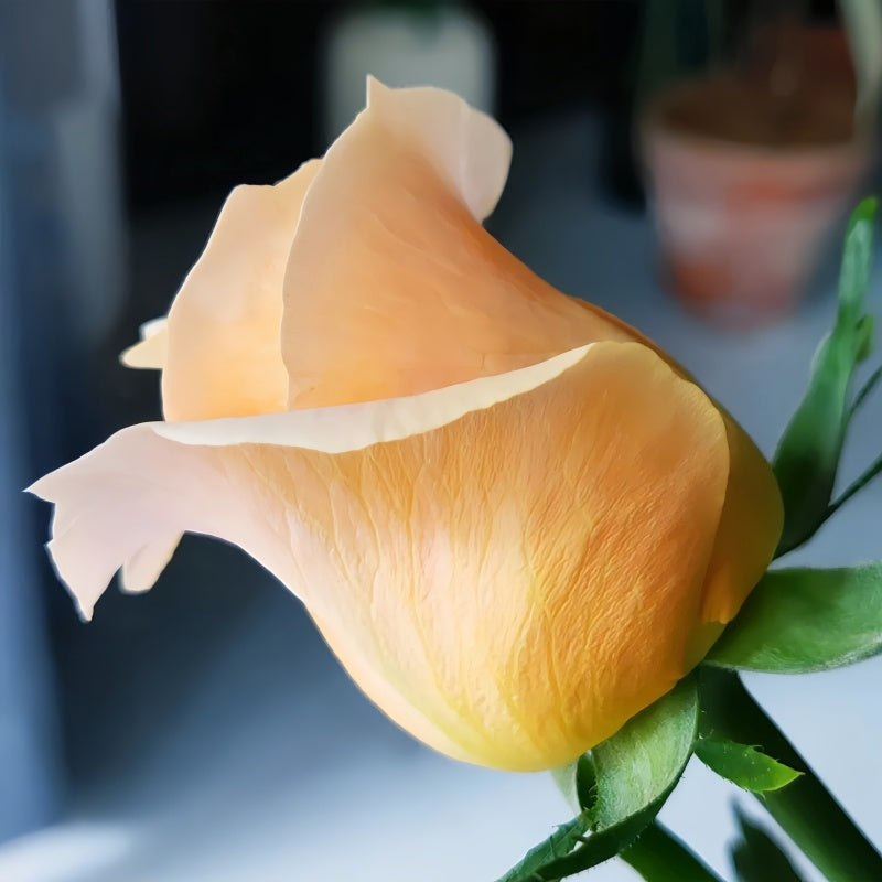Close-up of Shimme Rose petals showing soft texture and gentle color gradient