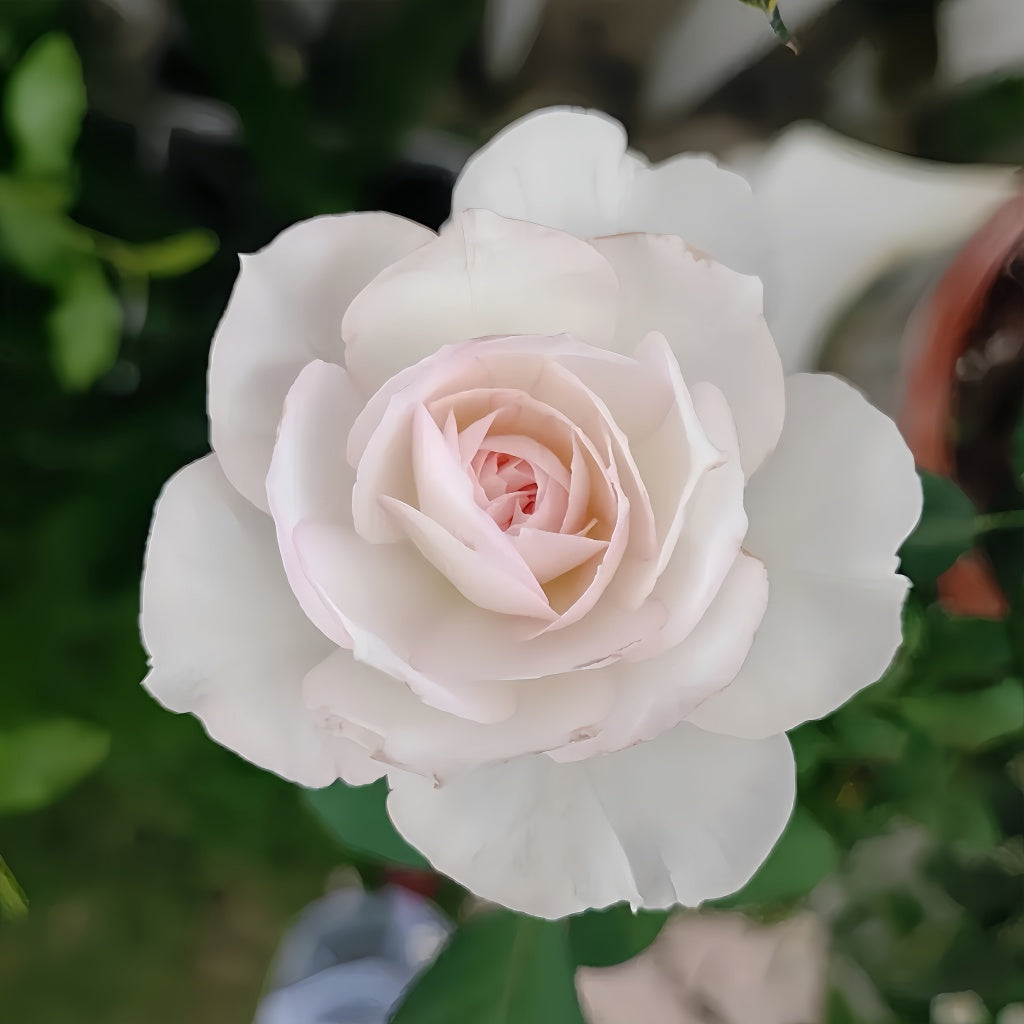 Shizuku Japanese garden rose with arching stems and delicate white blooms
