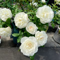 Shizuku WABARA rose in cut flower arrangement highlighting its ethereal petal texture