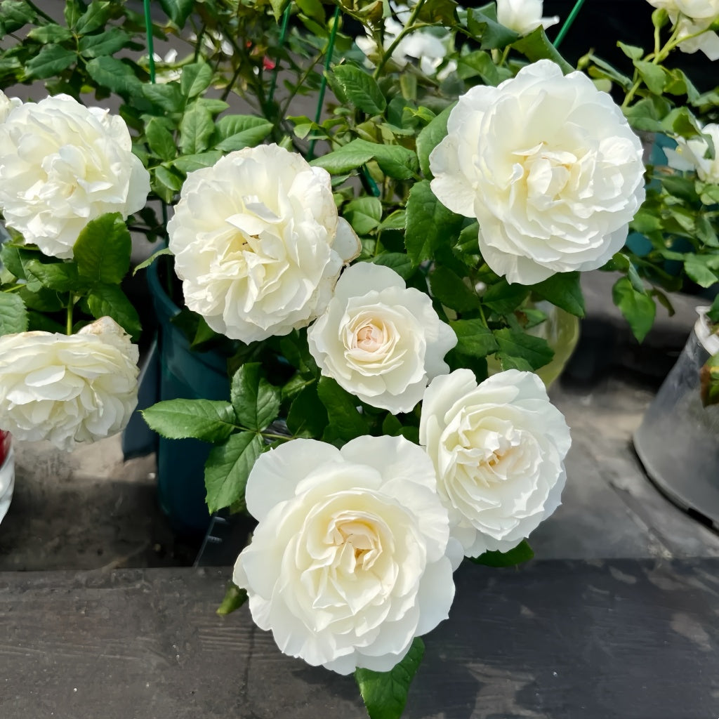 Shizuku WABARA rose in cut flower arrangement highlighting its ethereal petal texture