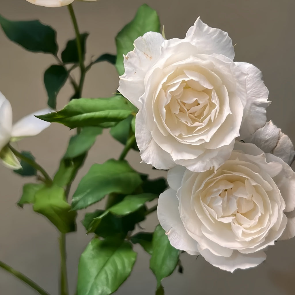 Side view of Shizuku WABARA rose displaying soft blush pink tones in cool weather