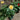 Sicilienne Rose garden rose with elegant blooms