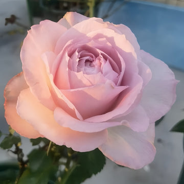 Silver Lace Rose
