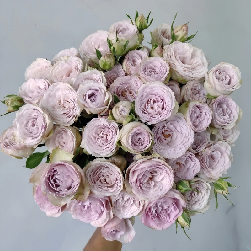 Silver Lace Rose