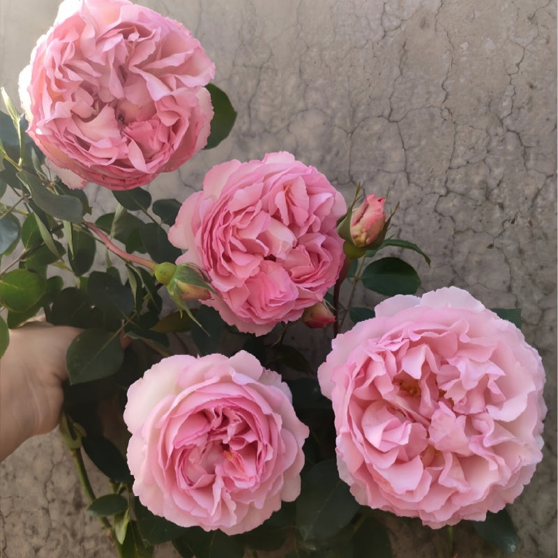 Snow Piaget Rose