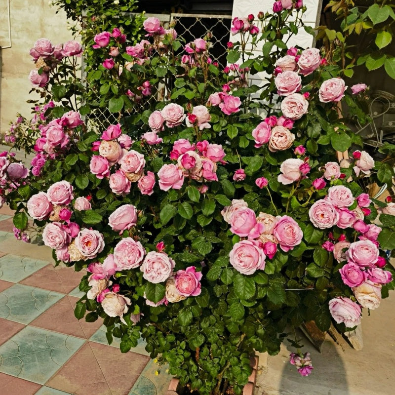 Soeur Emmanuelle Rose