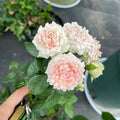 Sofine Rose transitioning from bud to open cluster bloom